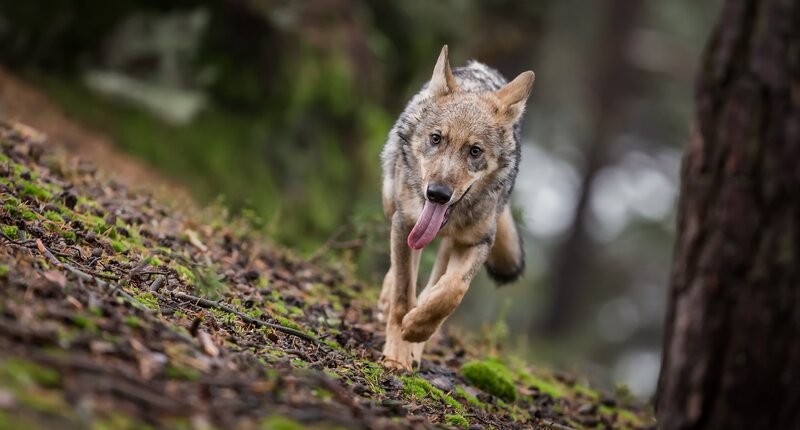 Wolf Running in Forest — Brown