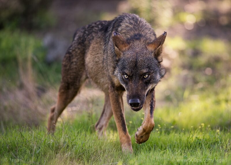 Wolf Running in Grass — Green