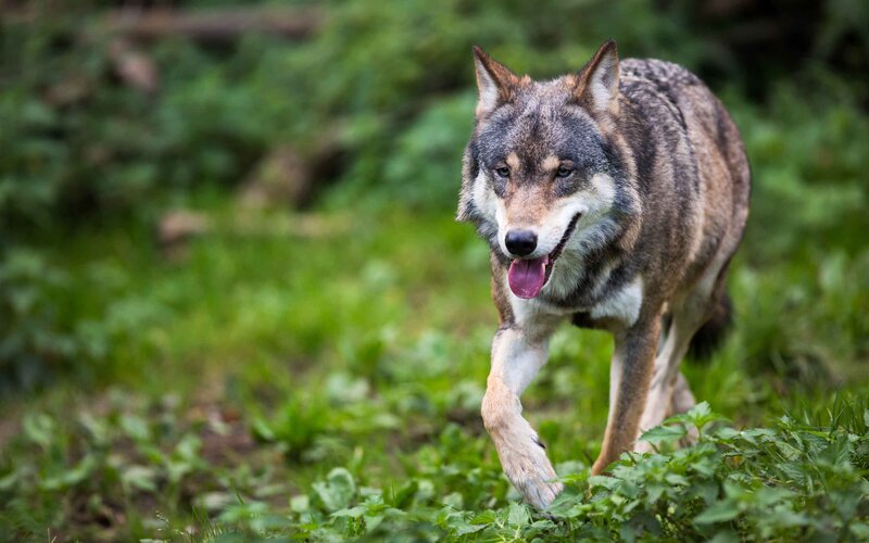 Wolf Running in Grass