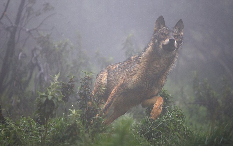 Wolf Running in Rain — Gray, Misty