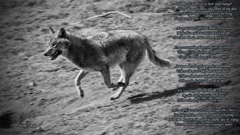 Wolf Running in Rain