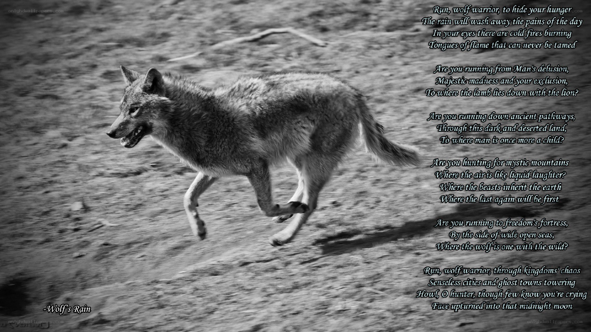 Wolf Running in Rain