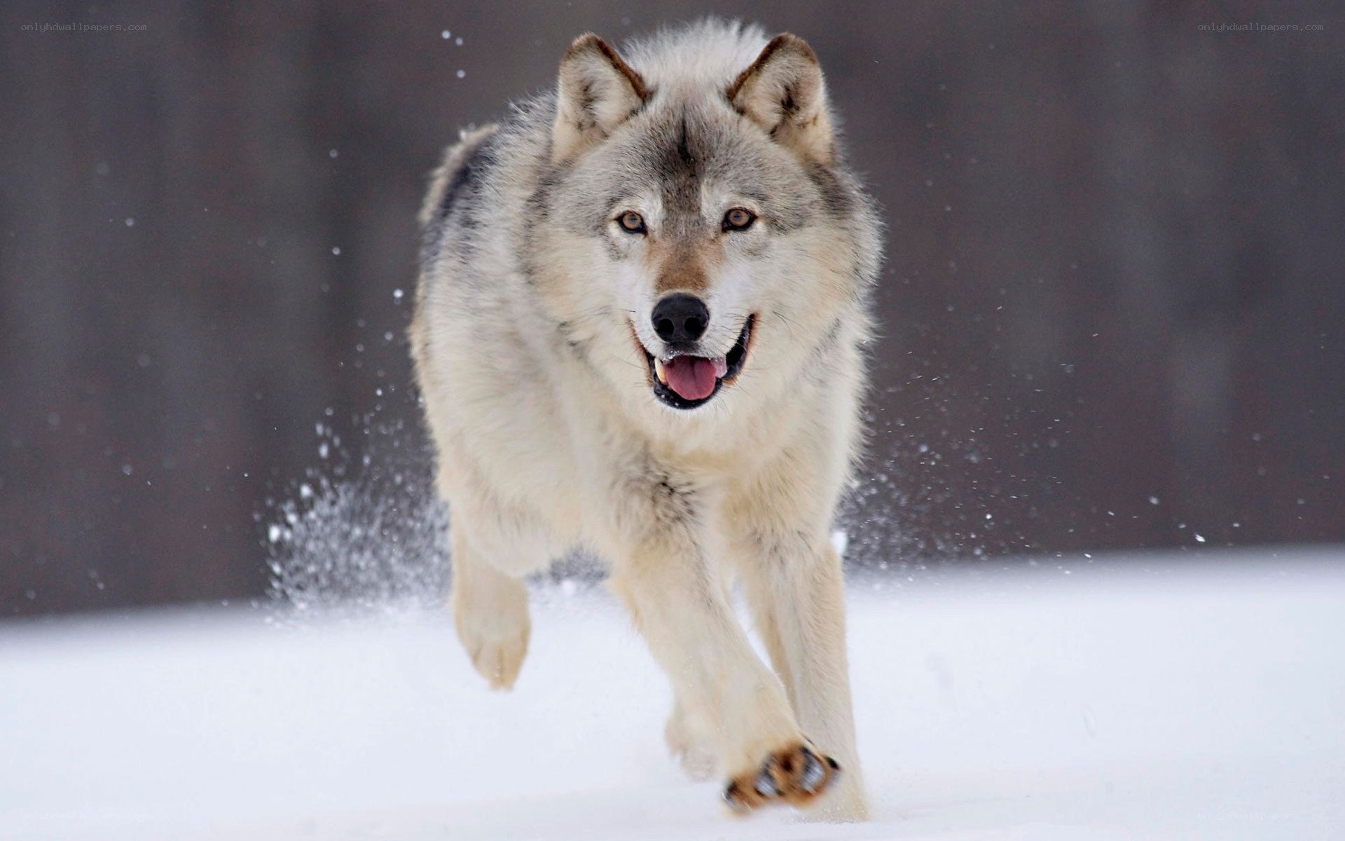 wolf running in snow
