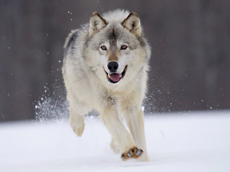 wolf running in snow