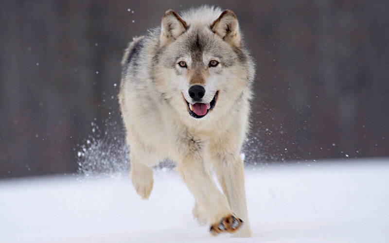 wolf running in snow