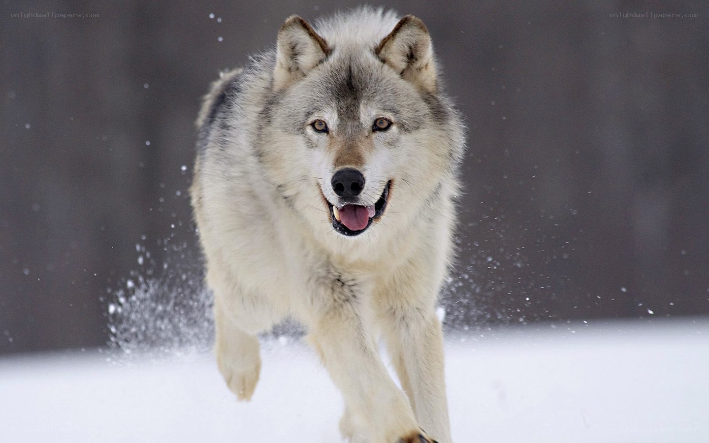 wolf running in snow