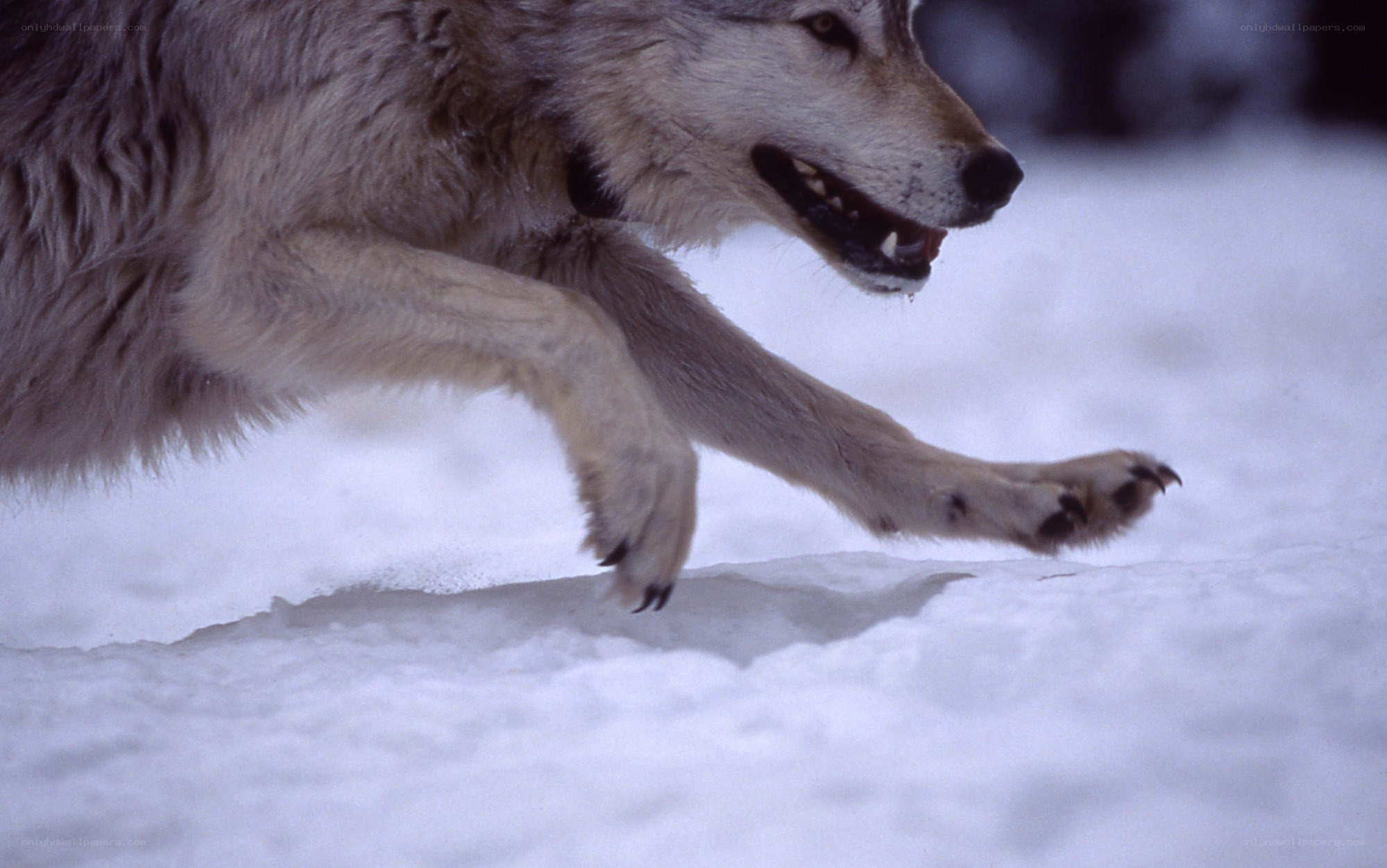 wolf running in snow