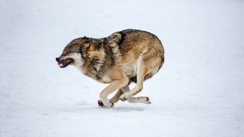 wolf running in snow