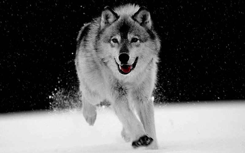 Wolf Running in Snow — Black