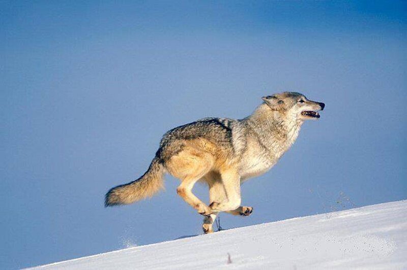Wolf Running in Snow — Blue, Dynamic
