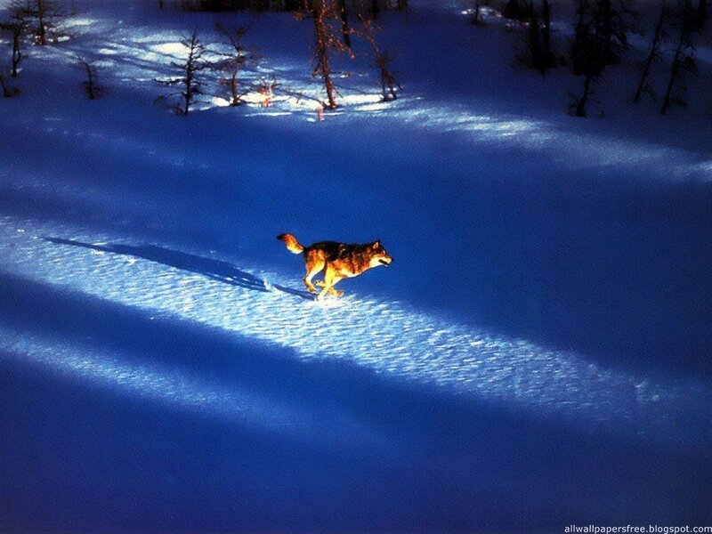 Wolf Running in Snow — Blue