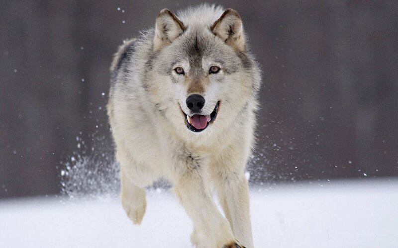 Wolf Running in Snow — Dynamic
