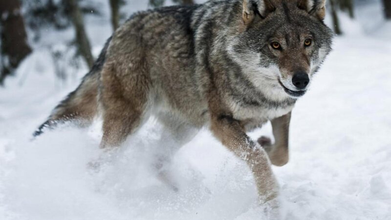Wolf Running in Snow — Gray, Intense