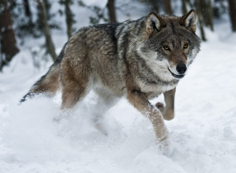 Wolf Running in Snow — Gray
