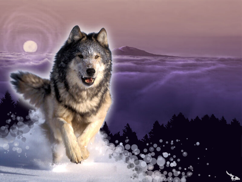 Wolf Running in Snow — Purple