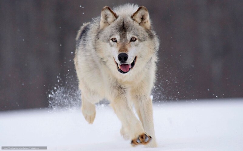 wolf running in snow