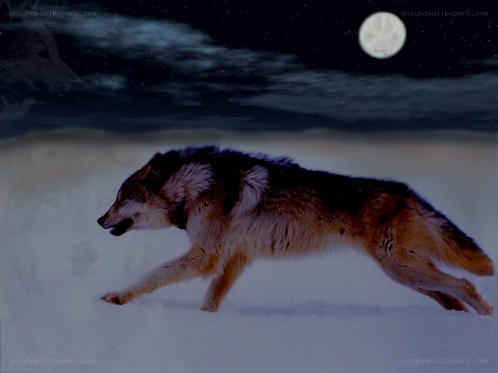wolf running in snow under moon
