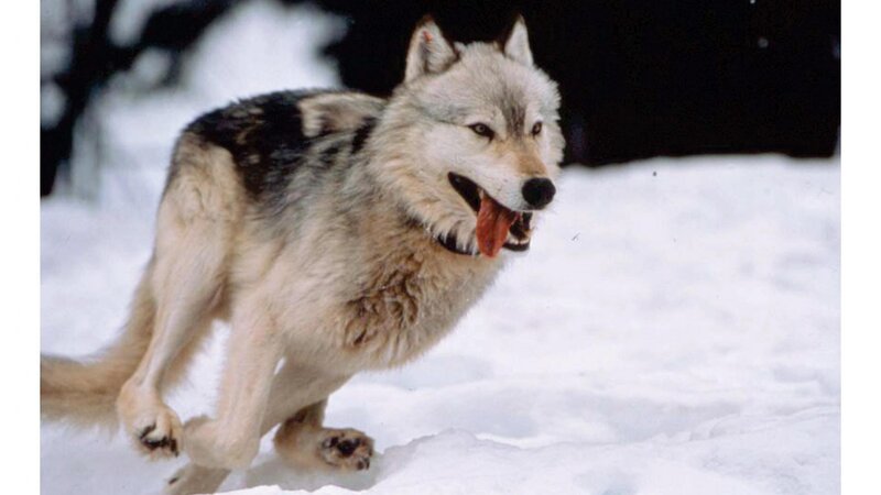 Wolf Running in Snow — White, Active, Winter, Photograph, Forest