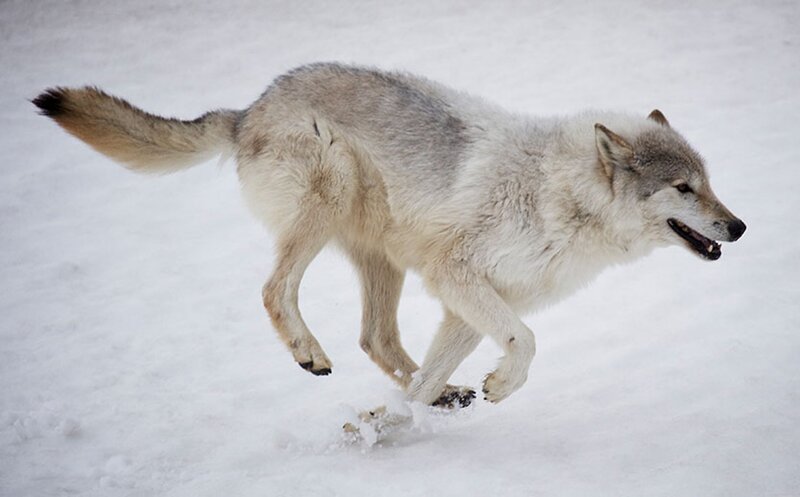 Wolf Running in Snow — White, Active, Winter, Photograph, Tail