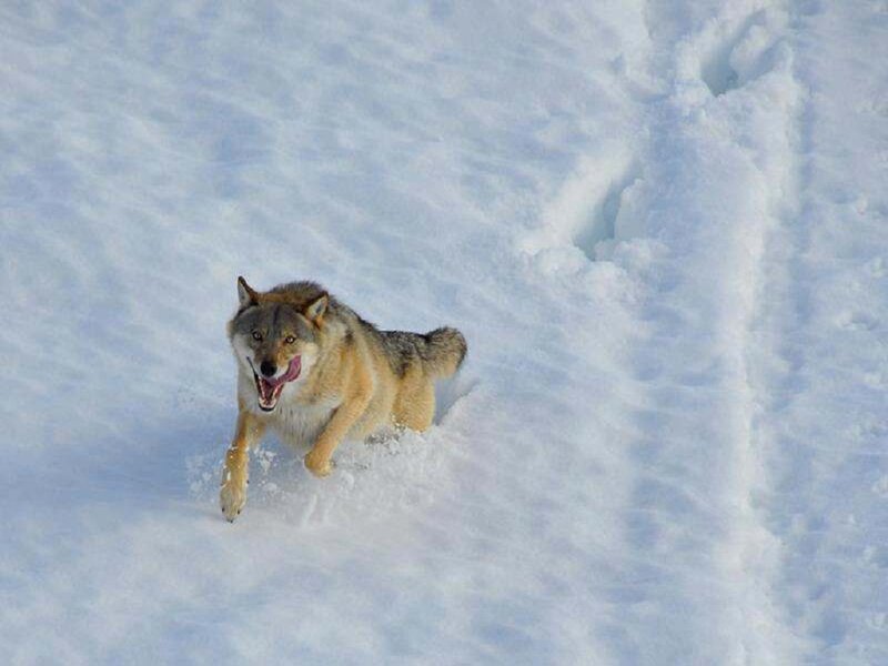Wolf Running in Snow — White, Active, Winter, Photograph