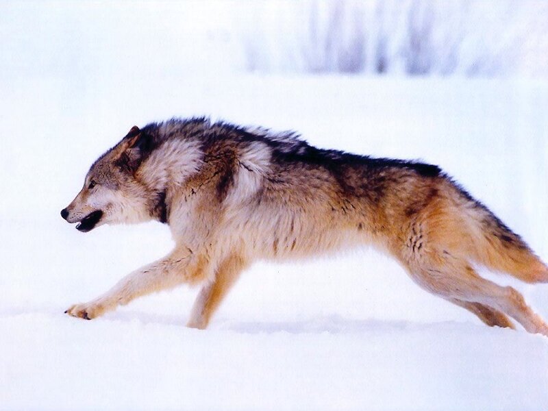 Wolf Running in Snow — White, Active, Winter, Photograph, Trees