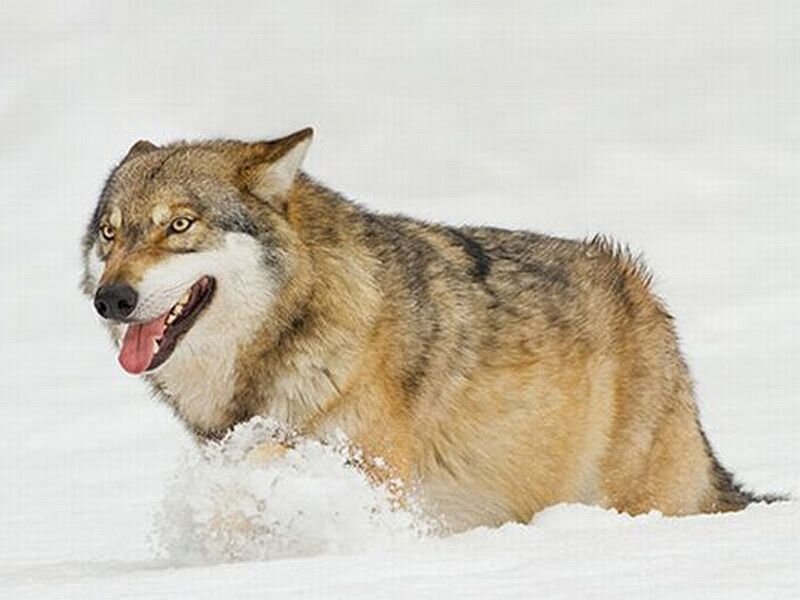 Wolf Running in Snow — White, Active, Winter