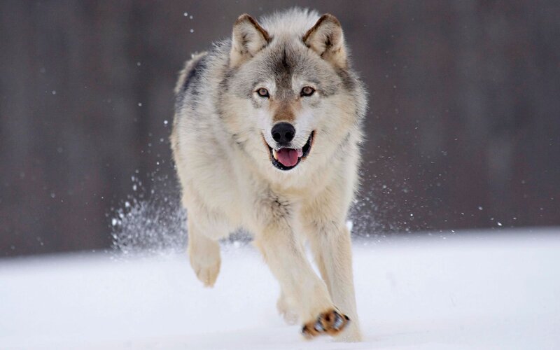 Wolf Running in Snow — White, Brown