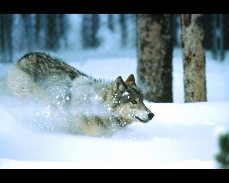 Wolf Running in Snow — White, Cold