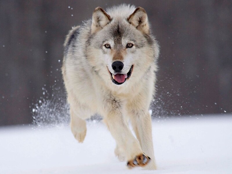 Wolf Running in Snow — White, Dynamic