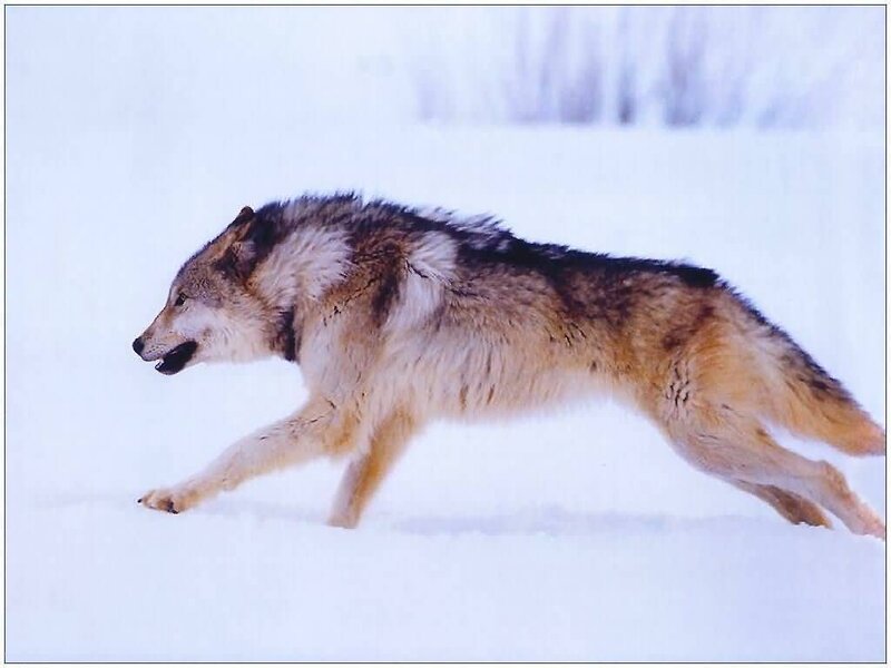 Wolf Running in Snow — White, Dynamic, Winter, Photograph, Forest, Brown