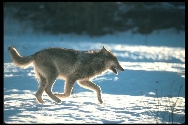 Wolf Running in Snow — White, Dynamic, Winter, Photograph, Forest, Sunlight