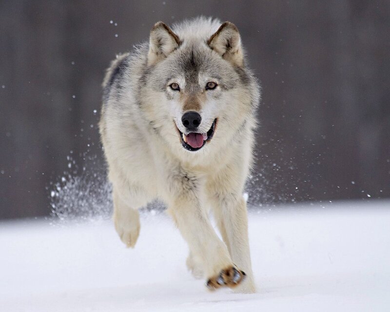Wolf Running in Snow — White, Dynamic, Winter, Photograph, Forest