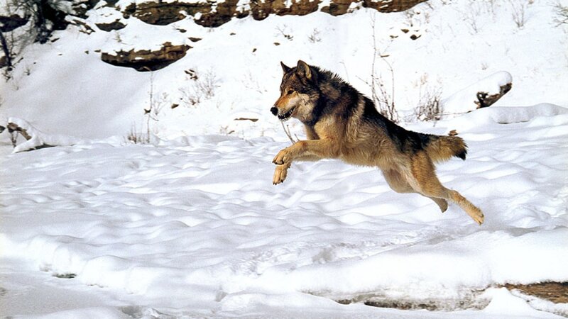 Wolf Running in Snow — White, Dynamic, Winter, Photograph, Rock