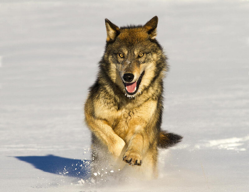 Wolf Running in Snow — White, Dynamic, Winter, Photograph, Sunlight