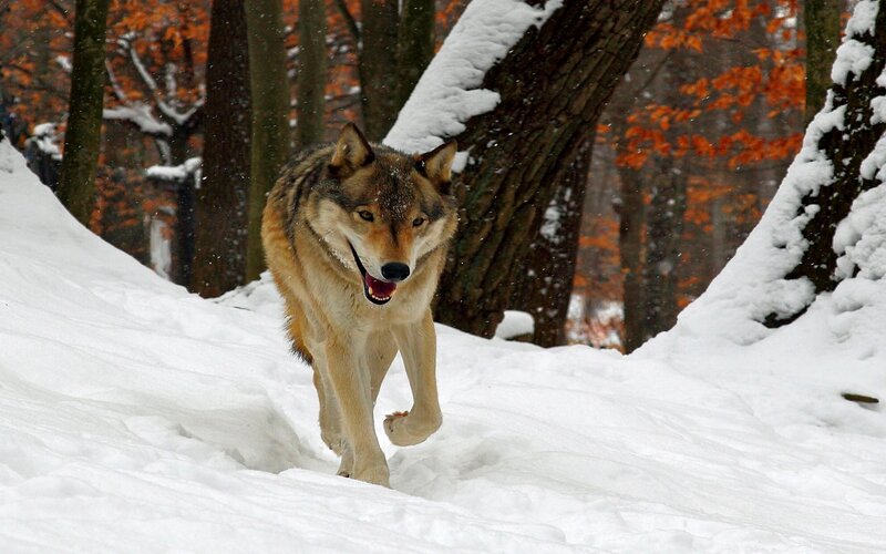 Wolf Running in Snow — White, Dynamic, Winter, Photograph