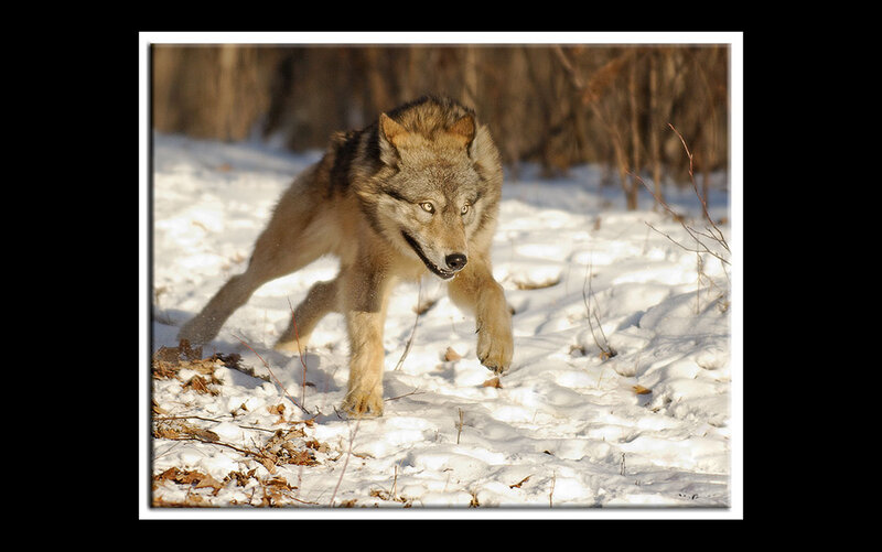 Wolf Running in Snow — White, Dynamic, Winter, Photograph, Trees, Leaves