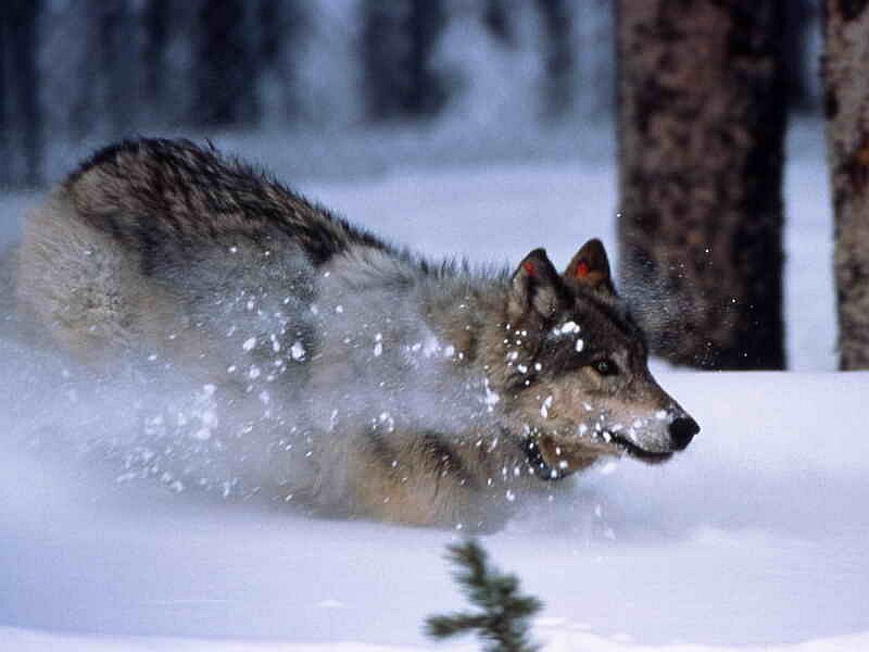 Wolf Running in Snow — White, Dynamic, Winter, Photograph, Trees