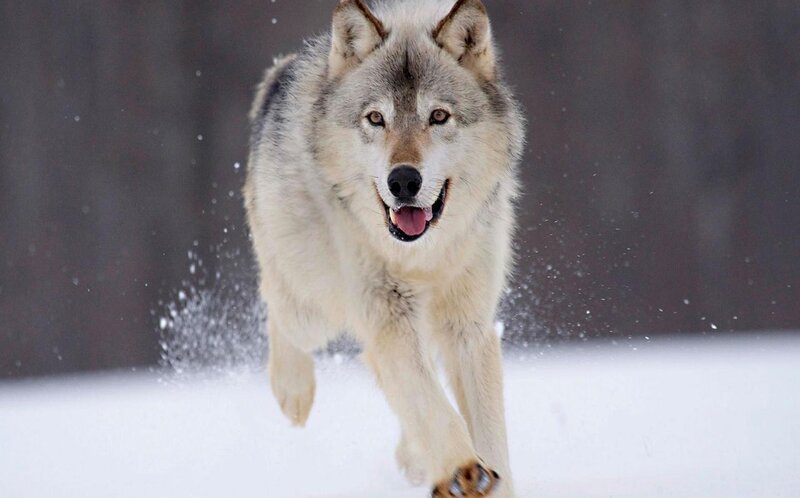 Wolf Running in Snow — White, Dynamic, Winter