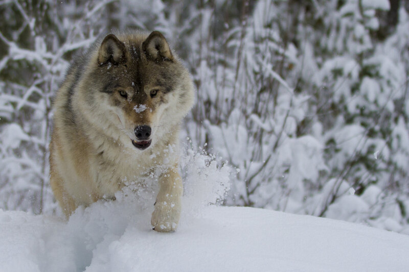 Wolf Running in Snow — White, Intense