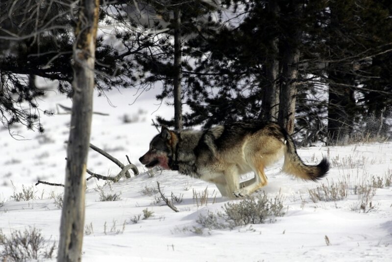 Wolf Running in Snow — White, Natural