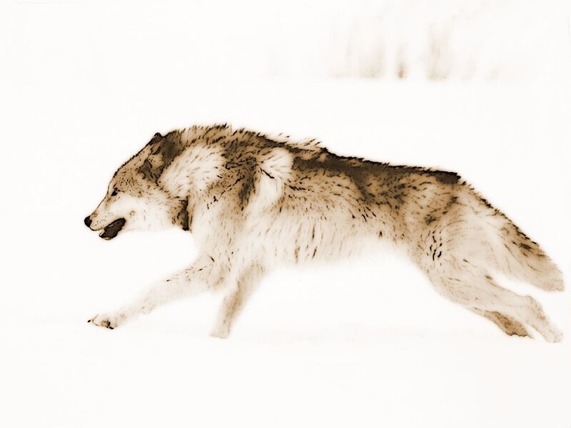 Wolf Running in Snow — White, Neutral