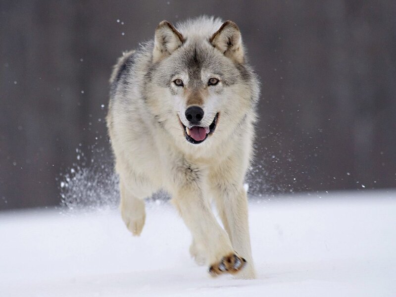 Wolf Running in Snow — White, Photograph