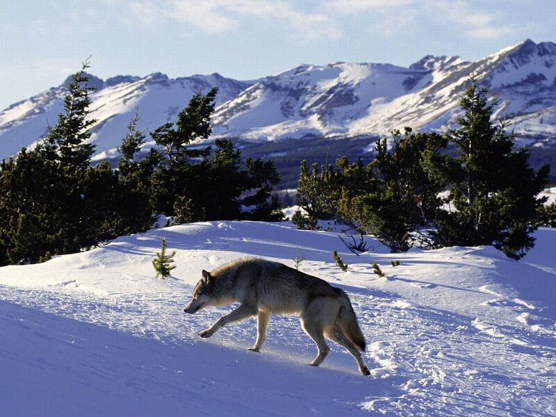 Wolf Running in Snow — White, Serene