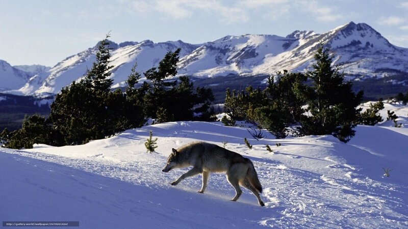 Wolf Running in Snow — White, Serene, Winter, Photograph, Mountains