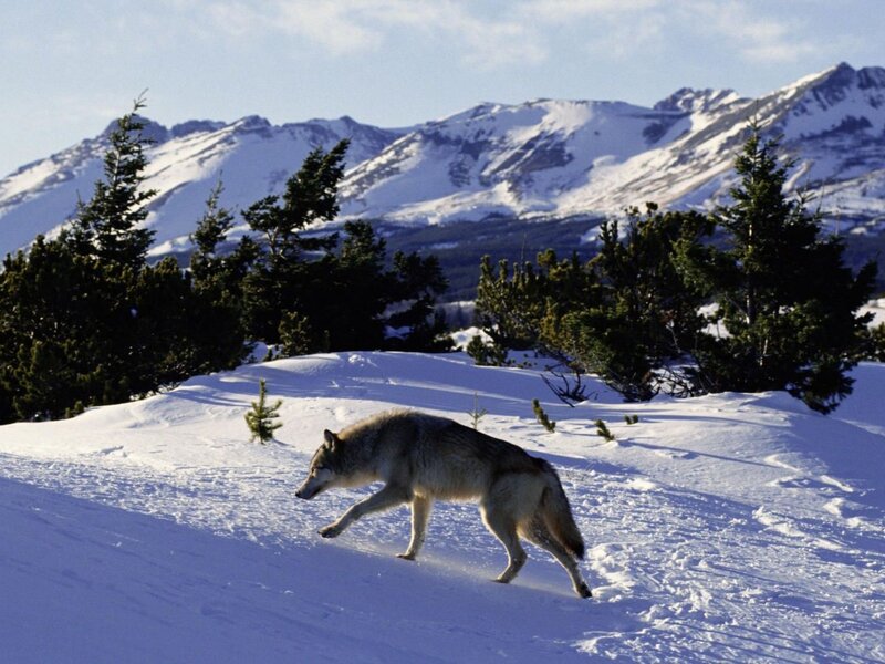 Wolf Running in Snow — White, Serene, Winter, Photograph
