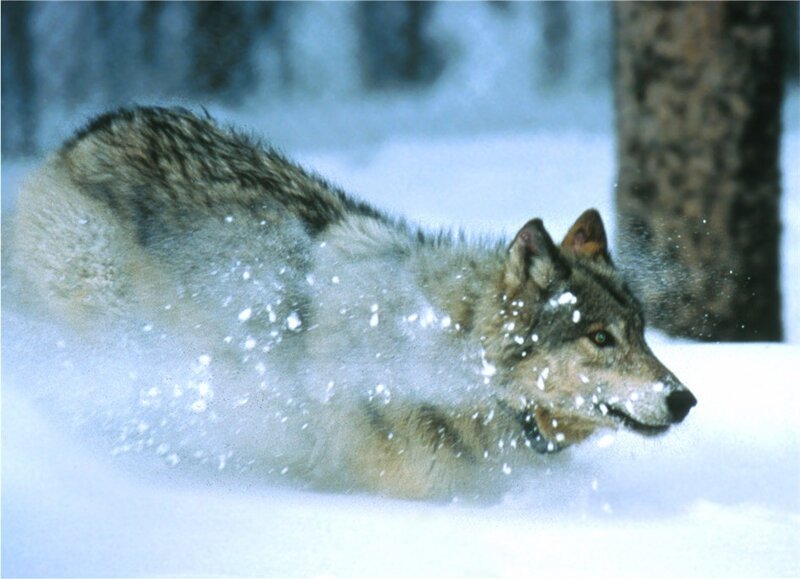 Wolf Running in Snow — White