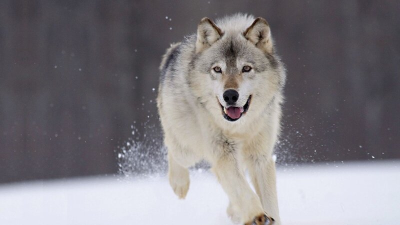 Wolf Running in Snow — White, Winter