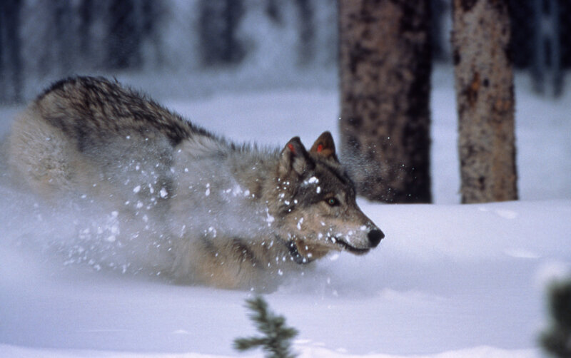wolf running in snowy forest
