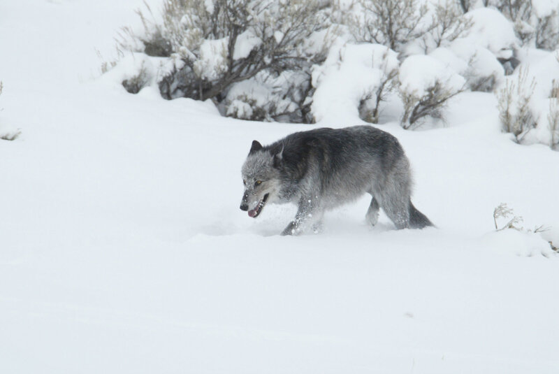 wolf running in snowy landscape
