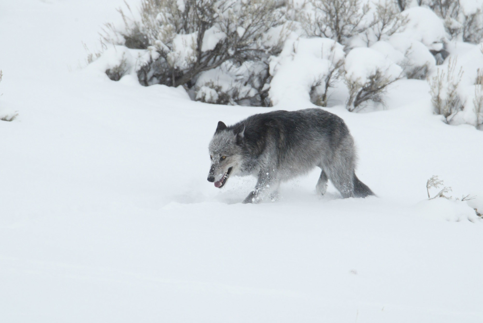 wolf running in snowy landscape